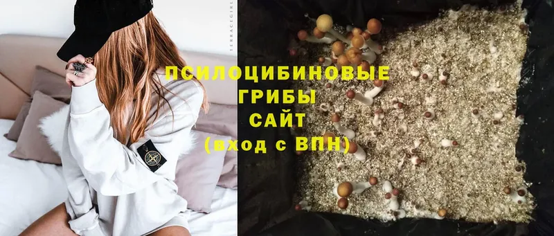 блэк спрут сайт  Санкт-Петербург  Псилоцибиновые грибы Psilocybine cubensis 