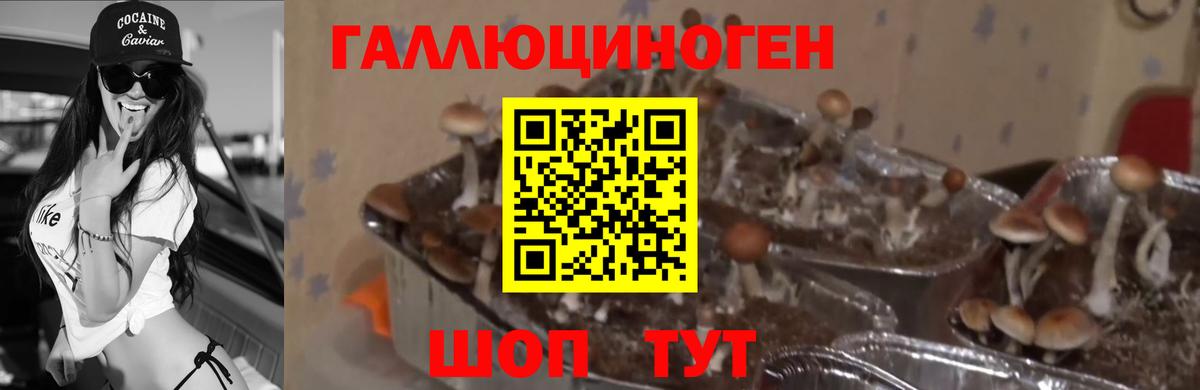 Псилоцибиновые грибы Magic Shrooms  Санкт-Петербург 